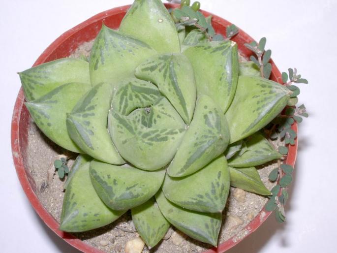 Haworthia cymbiformis - Suculente