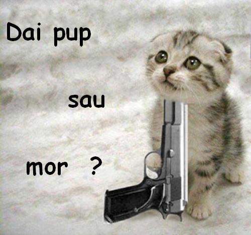 dai pup sau mor