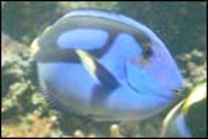 blue_fish_m - poze alge si pesti