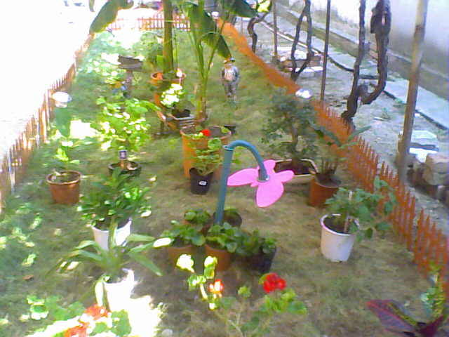 24-08-08_152329 - florile mele