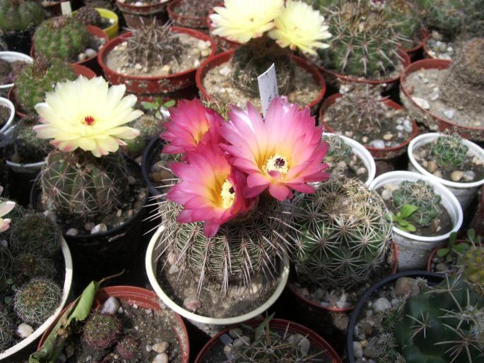 Notocactus rutilans - cactusi