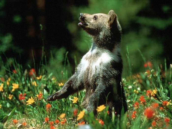 webshots1008 - Animale