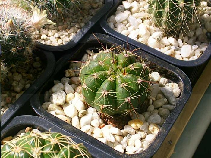 Notocactus ottonis