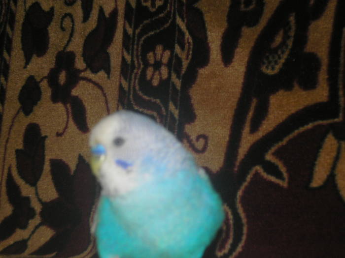 PB120719 - Papagalul meu