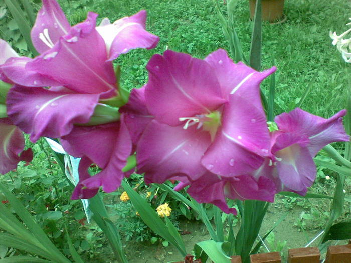 gladiole-roz - plantute de afara