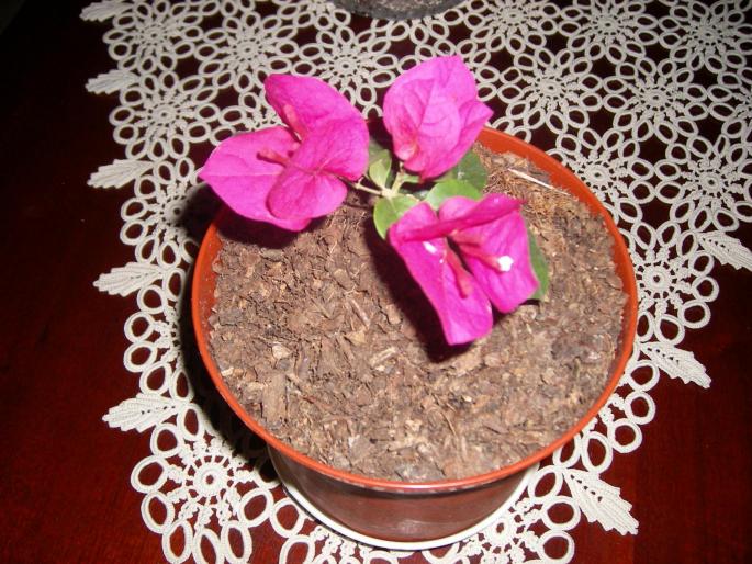 Flori-2008 