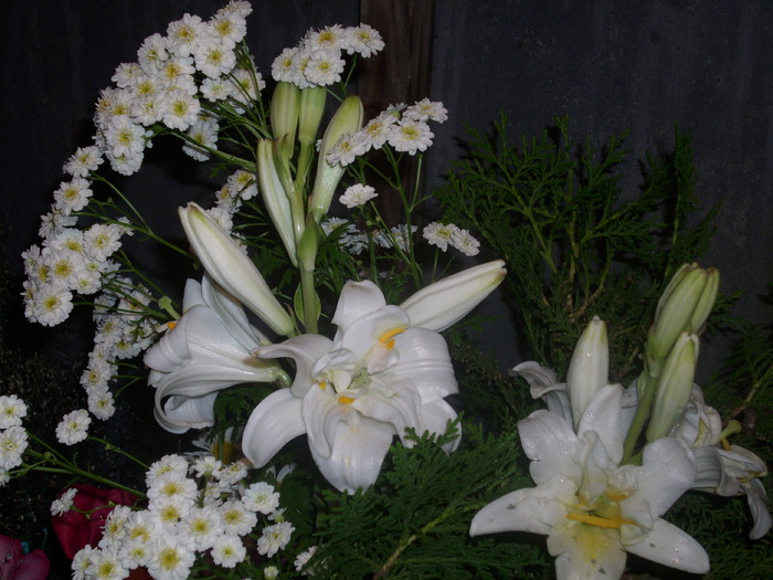 DSCI0434 - flori din gradina mea