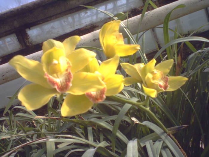 Cymbidium syringodorum