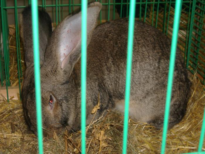 Nitra 06.12.2008 042