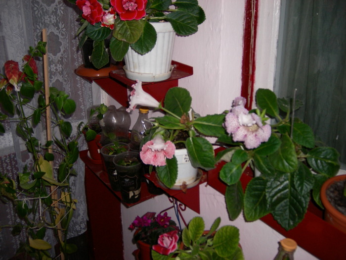 flori-sfirsit de octombrie - Flori - 2009