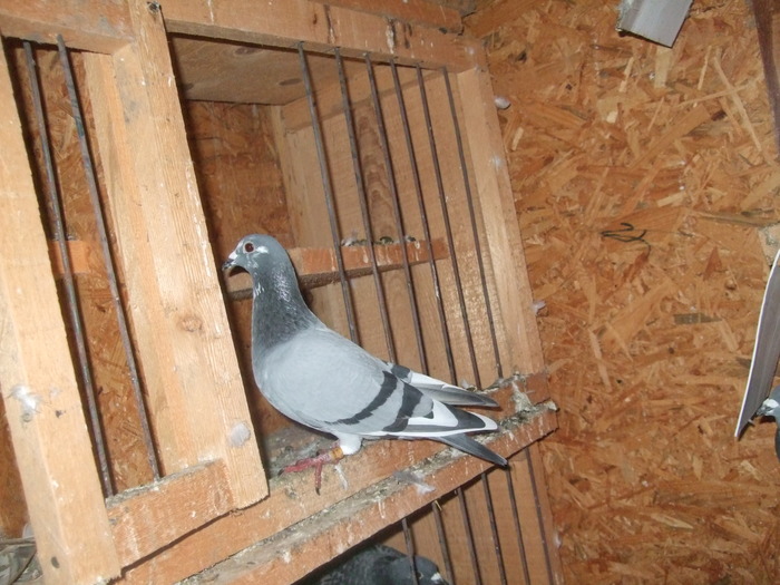Picture 062 - 2 Porumbeii mei cu care incep anul 2010