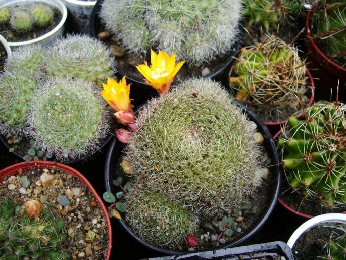 Rebutia senilis - floari galbene