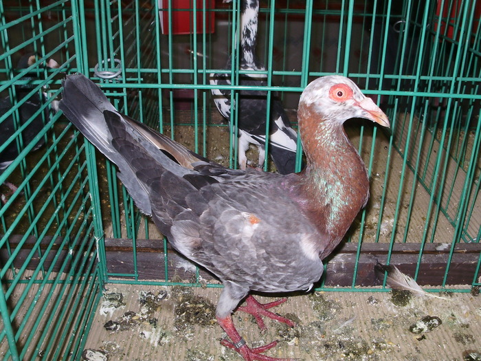 6719 bf 1 - 1507 partea 1b