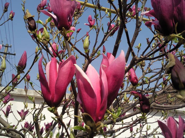 flori mgnolia aprilie 09 - Plantele mele de terasa si exterior