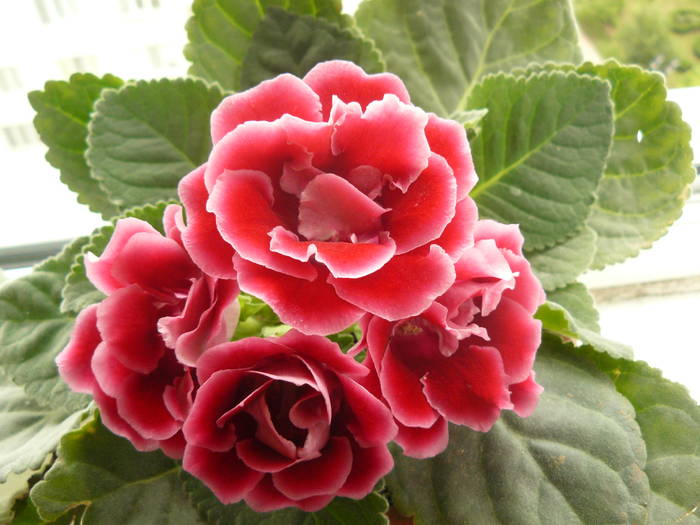 gloxinia - poze 2009