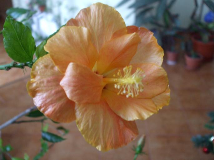 hibiscus; hibiscus
