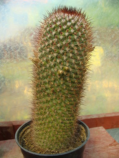 Mammillaria backebergiana