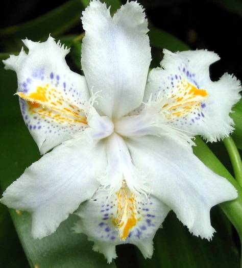 iris-japonica-flower 1 - IRIS JAPONICA FLOWERS