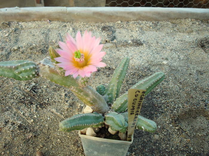 Echinocereus  cucumis - Cactusi