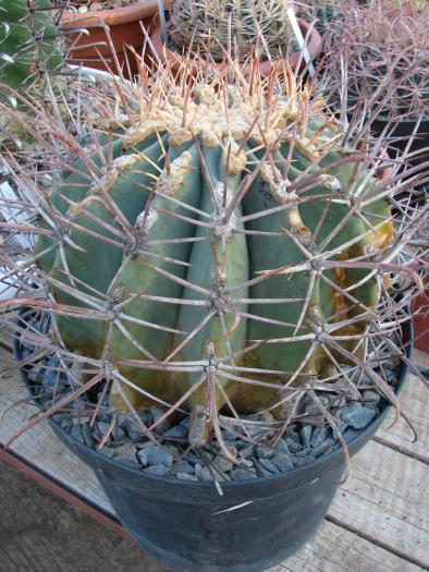 Ferocactus emoryi - Cactusi la Constanta