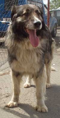 vifor_troian2%20m - campioni ciobanesc romanesc