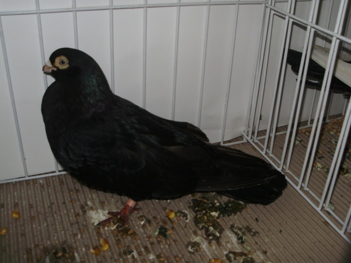 galati uni 5 - 1509 rom juc 1