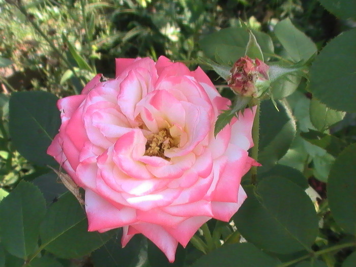 PIC_5361; trandafir in 2 culori(habar nu am cum se numeste)
