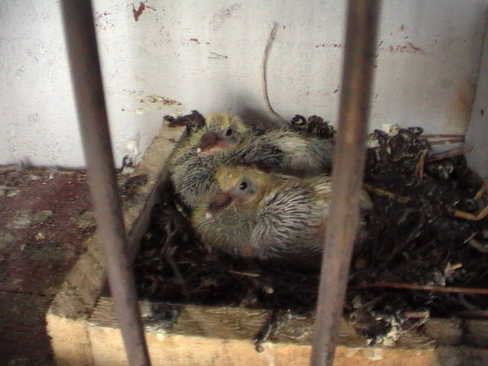 DVC00103 - porumbeii mei