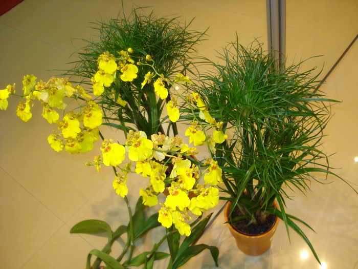 ORHIDEE SI CYPERUS