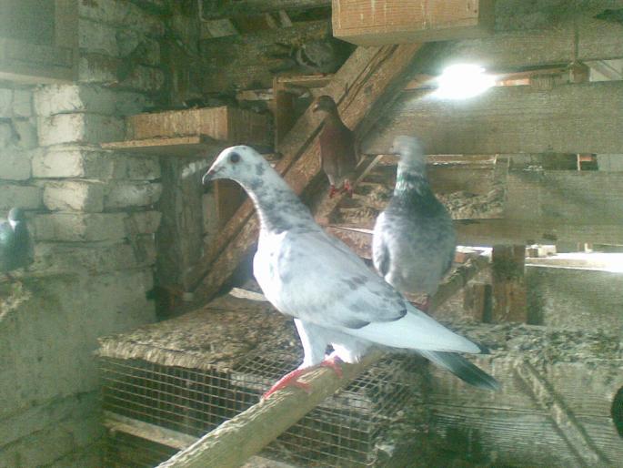 07062008; un pui cuc...
