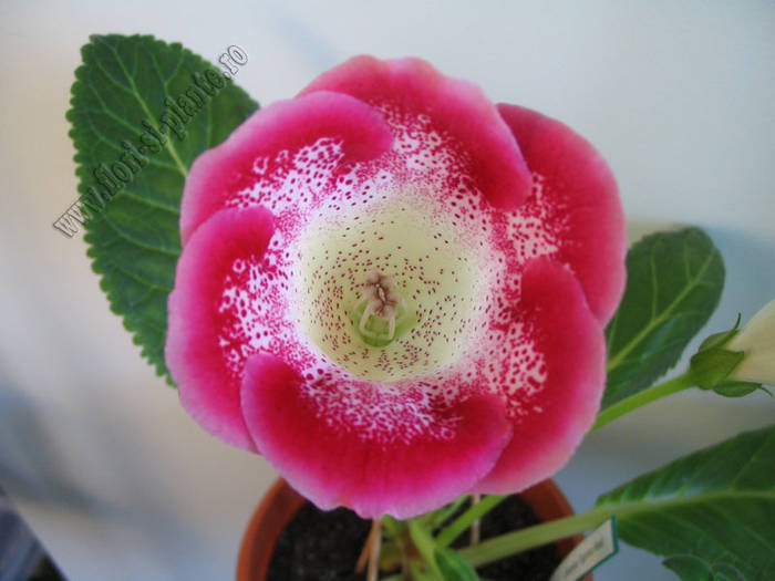 Gloxinia Tigrina Red 7