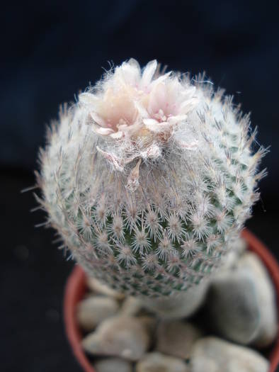 DSC06581 - Cactusi