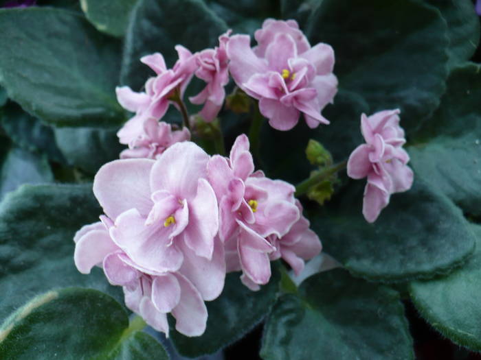 Aca's Pink Delight - Saintpaulia - violete de camera