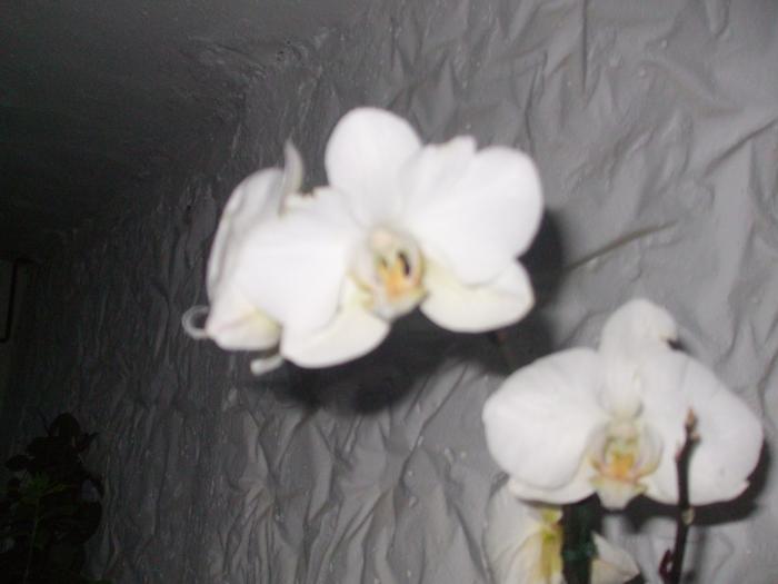 Picture 452; orhidee de 10 lei
aci se vede tija care creste
