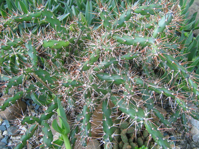 IMG_1378 - Cactusi la mosie 1 octombrie 2009