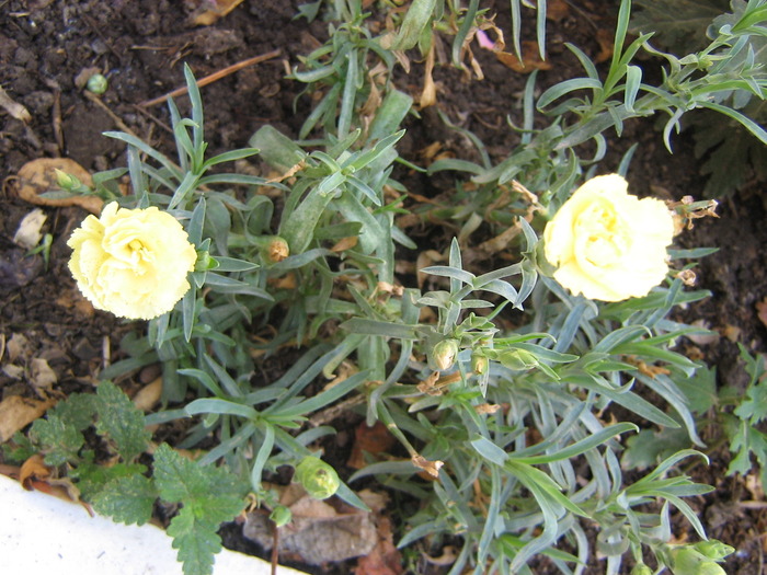 octombrie 007 - flori de gradina 2009