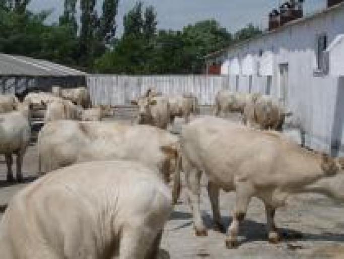 CAXMTYAKDOFLDOBHUML - ROMANIA-FERME-VACI -VITEI-TAURASI