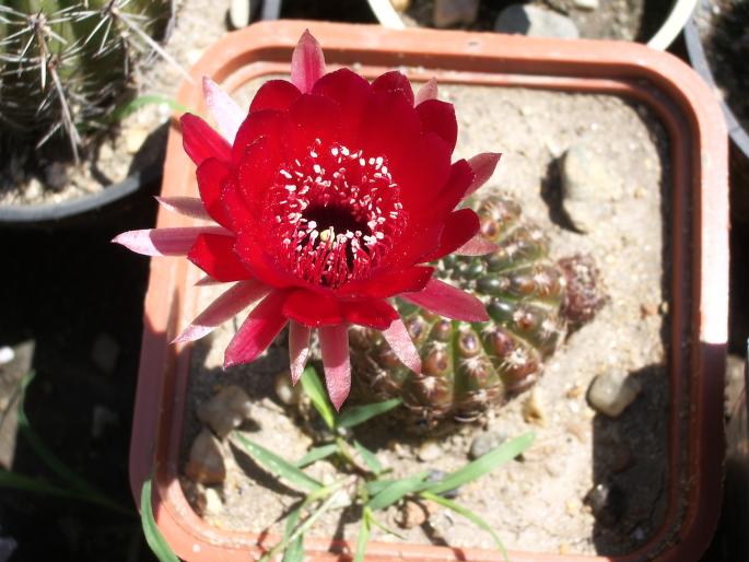 Lobivia aracnachantha - cactusi