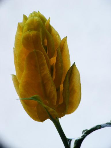 DSCF1629 - Pachistachis Lutea - The flower - EVOLUTION