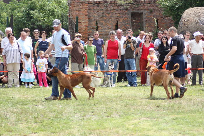 28 06 A-Iulia3 - EXPOZITIE canina 28 06 09 Alba-Iulia