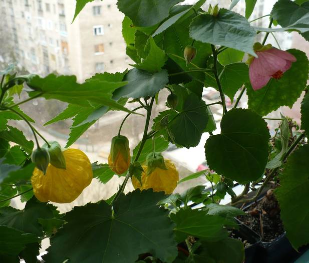 P1090418 - ABUTILONI