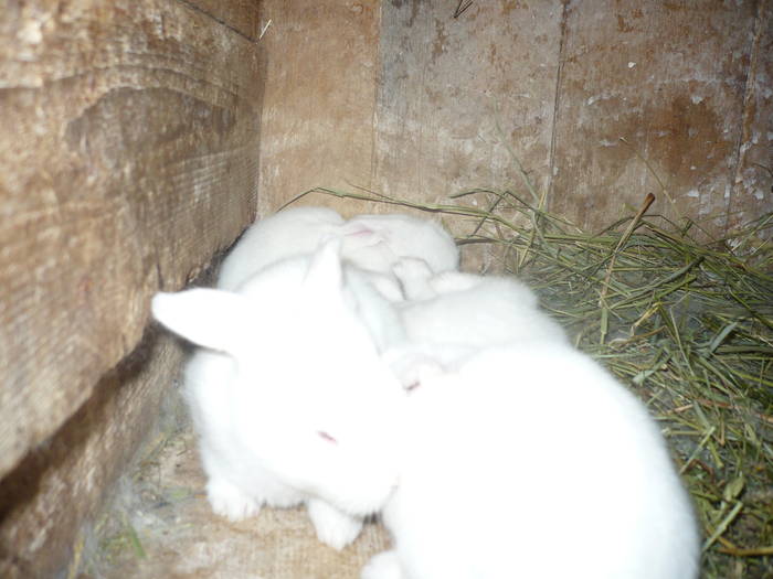poze iepuri 2504 500 - femele cu pui din 1-10 iunie actuali
