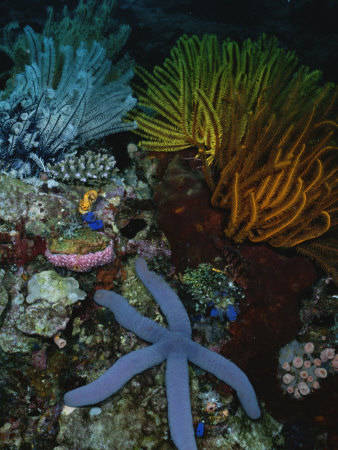 113272-FB~A-Blue-Starfish-with-Colorful-Coral-and-Sea-Anemones-Posters[1] - animale acvatice