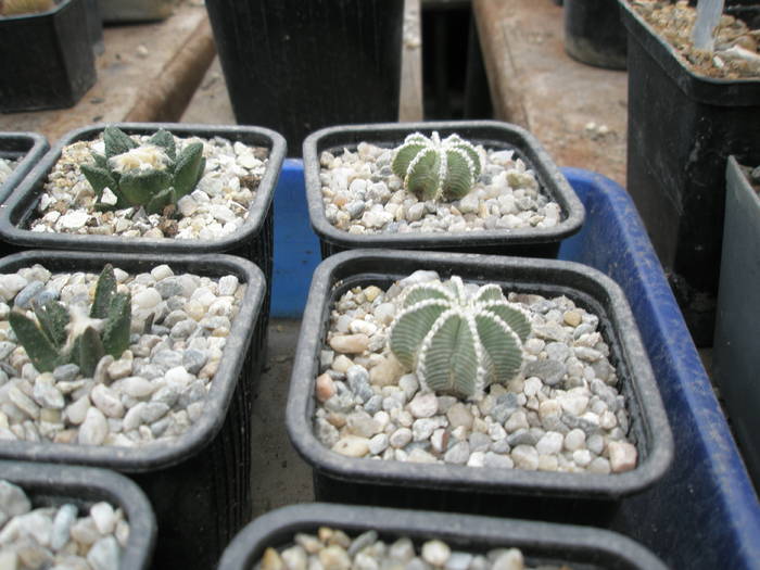 P6010122 - plantele lui George Nitu