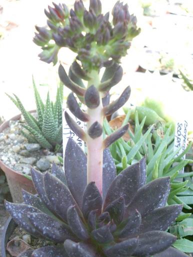 Echeveria affinis - tija florala - Suculente