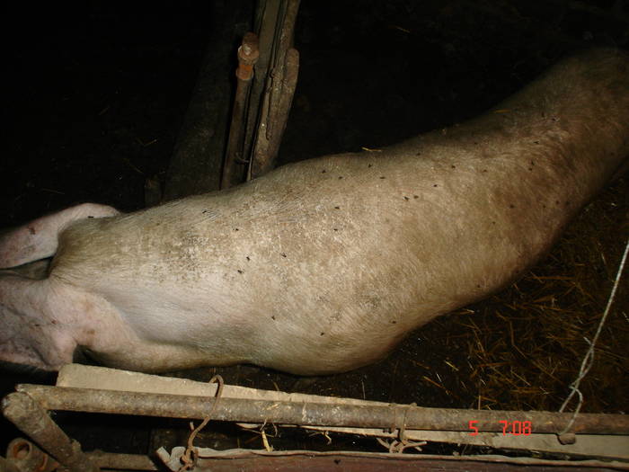 DSC06053 - PORCII DE LA TARA-MARELE ALB