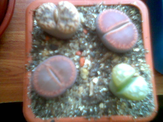 Lithopsi 21.Sep.2009 - Lithops 2009