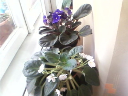 violeta alba si mov - diverse flori