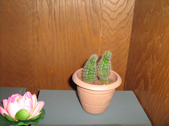 floricele 044; Cactus
