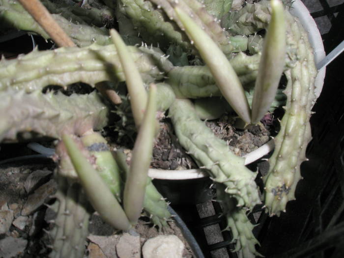 fructe la Huernia schneideriana - FRUCTE de cactusi si suculente
